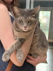 Lost Female Cat last seen Orange Avenue and Harbour Island Road, Orlando, FL 32809