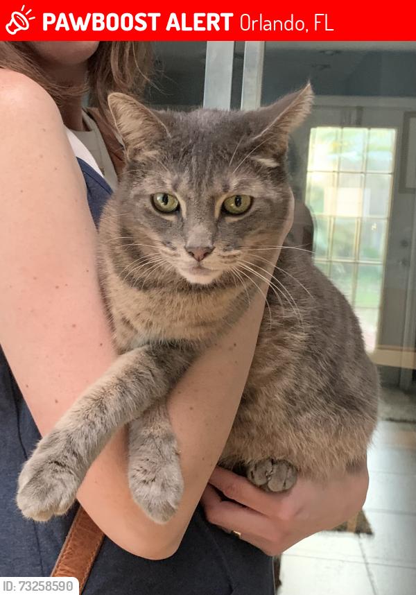 Lost Female Cat last seen Orange Avenue and Harbour Island Road, Orlando, FL 32809