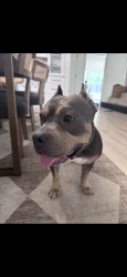 Reunited Female Dog last seen Near w Shady Shores, Shady Shores, TX 76208
