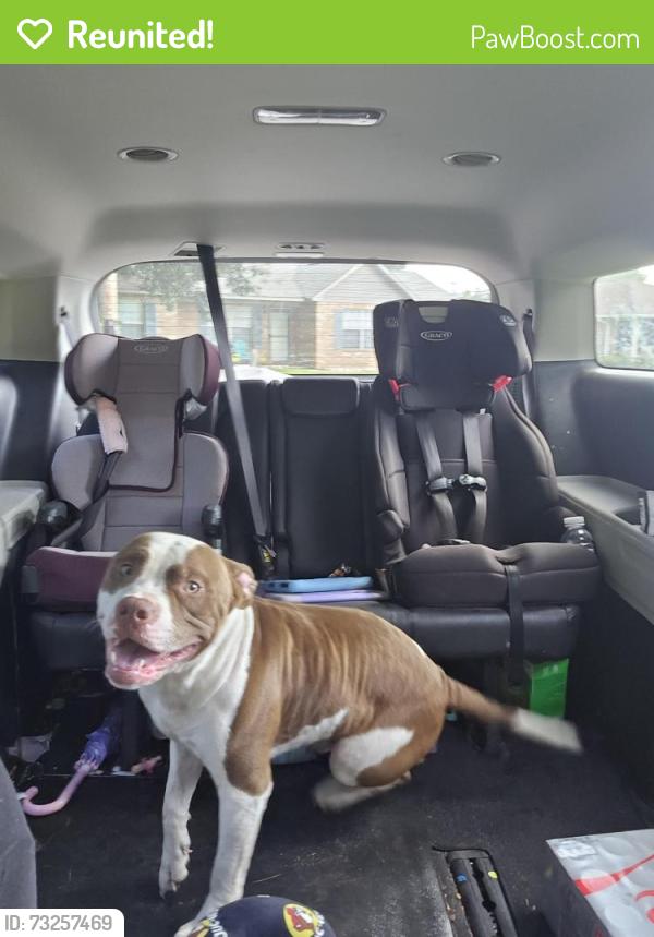 Reunited Male Dog last seen Bell lane, Santa Rosa County, FL 32571