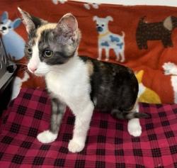 Shelter Stray Female Cat last seen Gosford, County, CA, 3000 Gibson St, Bakersfield, CA 93308, USA