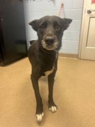 Shelter Stray Female Dog last seen Near Janet Lane, 30035, GA, 3280 Chamblee Dunwoody Rd, Chamblee, GA 30341, USA