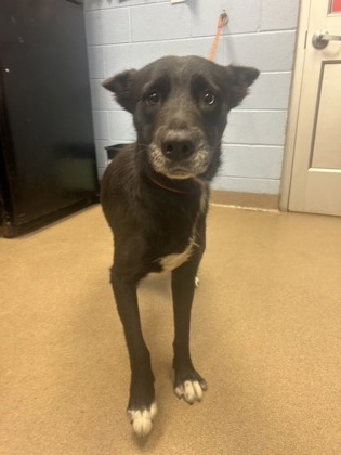 Shelter Stray Female Dog last seen Near Janet Lane, 30035, GA, 3280 Chamblee Dunwoody Rd, Chamblee, GA 30341, USA