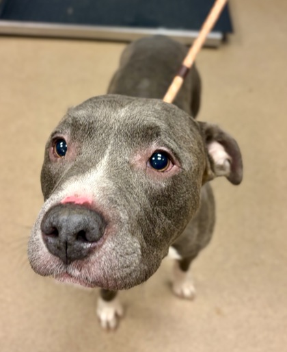 Shelter Stray Male Dog last seen Near Newgate Dr, 30035, GA, 3280 Chamblee Dunwoody Rd, Chamblee, GA 30341, USA
