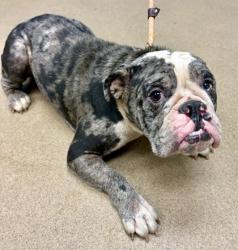 Shelter Stray Male Dog last seen Near Hollyhock Terrier, 30032, GA, 3280 Chamblee Dunwoody Rd, Chamblee, GA 30341, USA