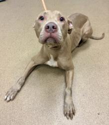 Shelter Stray Female Dog last seen Near Newgate Dr, 30035, GA, 3280 Chamblee Dunwoody Rd, Chamblee, GA 30341, USA