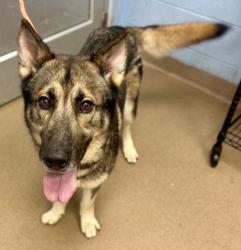 Shelter Stray Male Dog last seen Near Barbashela Way, 30088, GA, 3280 Chamblee Dunwoody Rd, Chamblee, GA 30341, USA