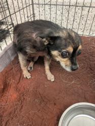 Shelter Stray Male Dog last seen Near Decatur Street SE Ste F, Atlanta, GA, 1251 Fulton Industrial Blvd NW, Atlanta, GA 30336, USA