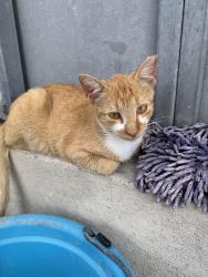 Lost Female Cat last seen FM 972 & Co Rd 141, across from Cen-Tex Towing, right around a place called Riding Lessons and Horse Training, Georgetown, TX 78626