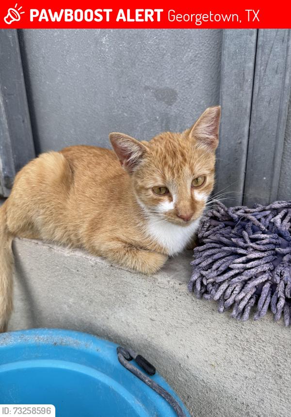 Lost Female Cat last seen FM 972 & Co Rd 141, across from Cen-Tex Towing, right around a place called Riding Lessons and Horse Training, Georgetown, TX 78626