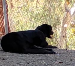 Lost Female Dog last seen Multiview Drive, Lake Mathews, CA, Perris, CA 92570