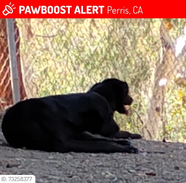Lost Female Dog last seen Multiview Drive, Lake Mathews, CA, Perris, CA 92570