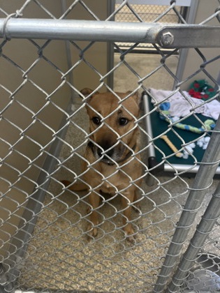 Shelter Stray Male Dog last seen Near b clark, Middletown, OH, 1820 Princeton Rd, Hamilton, OH 45011, USA