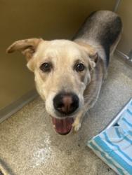 Shelter Stray Male Dog last seen Near Verlyn Ave, Hamilton, OH, 1820 Princeton Rd, Hamilton, OH 45011, USA