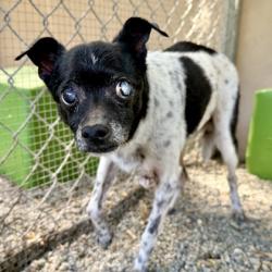 Shelter Stray Male Dog last seen , , CA, 1101 29th Ave, Oakland, CA 94601, USA