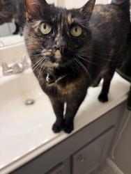 Lost Female Cat last seen Pinehurst neighborhood, Atascocita, TX 77346