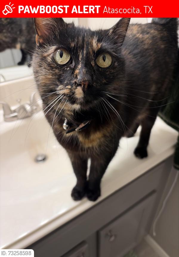 Lost Female Cat last seen Pinehurst neighborhood, Atascocita, TX 77346