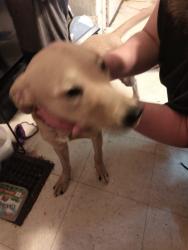 Found/Stray Male Dog last seen Charles and 14th, Rockford, IL 61108