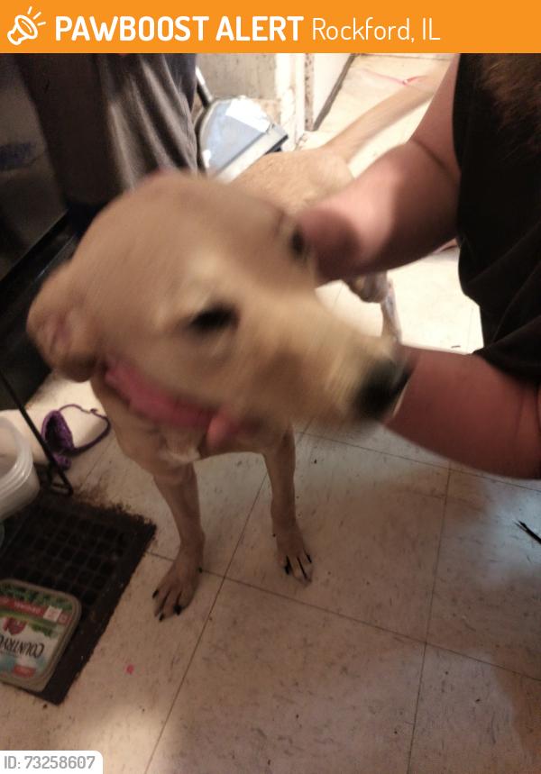 Found/Stray Male Dog last seen Charles and 14th, Rockford, IL 61108