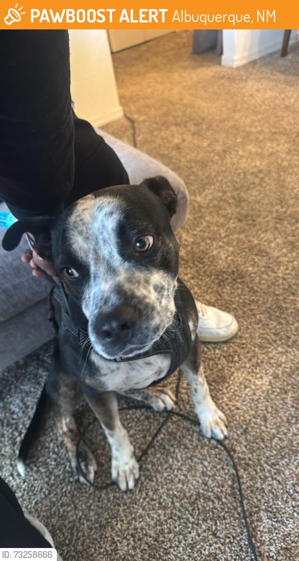 Found/Stray Male Dog last seen Near 98, Albuquerque, NM 87120