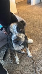 Found/Stray Male Dog last seen Near 98, Albuquerque, NM 87120