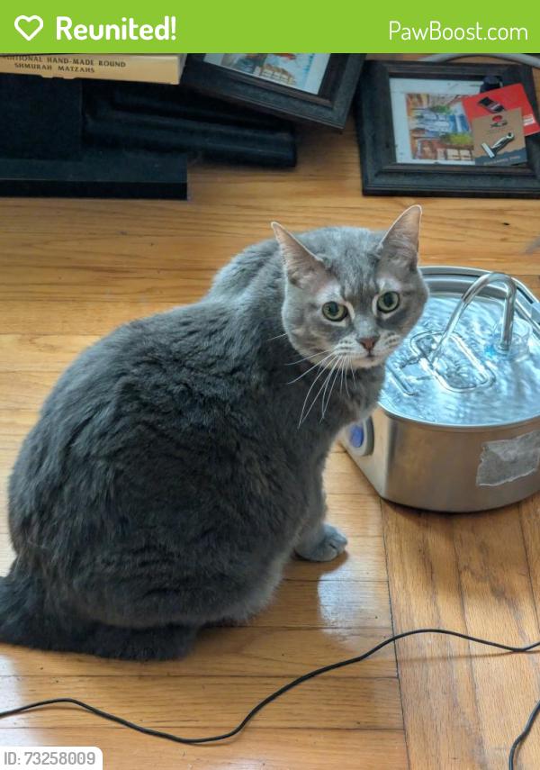 Reunited Female Cat last seen Near Summit Ave, Albany, NY 12209