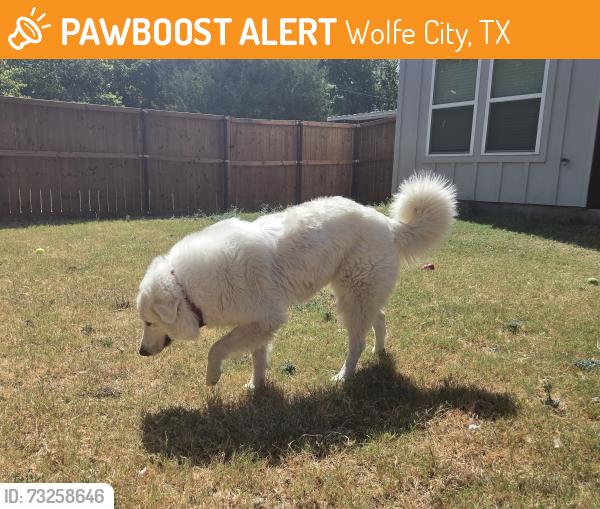 Found/Stray Female Dog last seen Wolfe City, Wolfe City, TX 75496