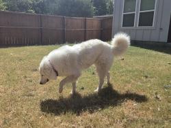 Found/Stray Female Dog last seen Wolfe City, Wolfe City, TX 75496
