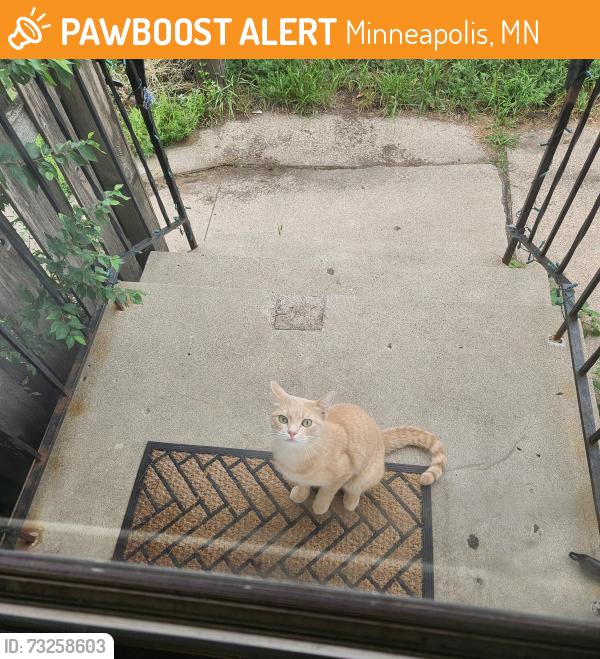 Found/Stray Unknown Cat last seen 58th ave and Fremont Ave N, Minneapolis, MN 55430