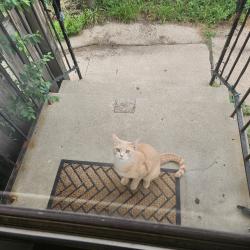 Found/Stray Unknown Cat last seen 58th ave and Fremont Ave N, Minneapolis, MN 55430