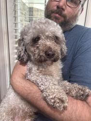 Found/Stray Male Dog last seen Brunswick and Ellis rd, Memphis, TN 38133