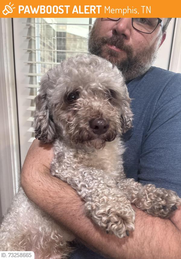 Found/Stray Male Dog last seen Brunswick and Ellis rd, Memphis, TN 38133