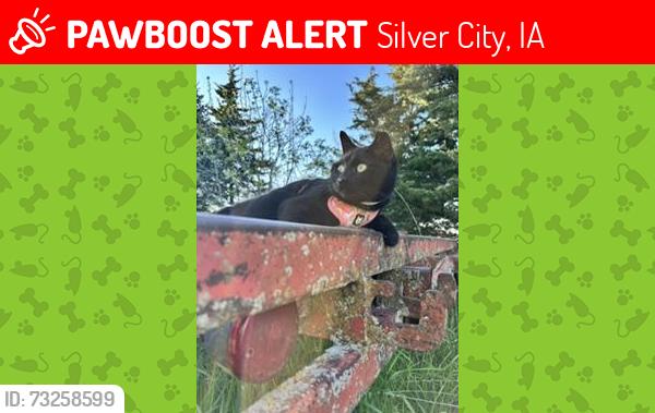 Lost Female Cat last seen 330th and Brothers Ave., Silver City, IA 51571