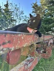 Lost Female Cat last seen 330th and Brothers Ave., Silver City, IA 51571
