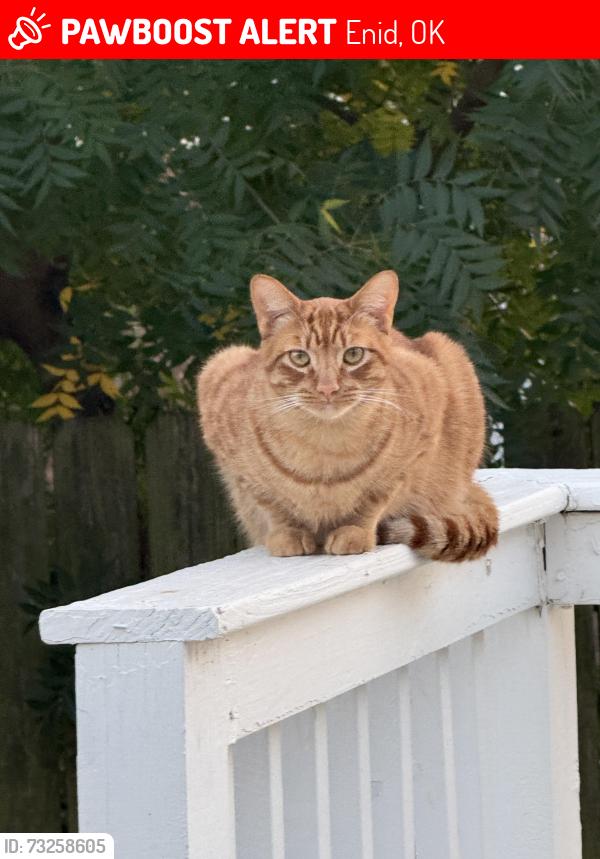 Lost Male Cat last seen Willow West Neighborhood on Barn Swallow Road between Cleveland and Oakwood, Enid, OK 73703