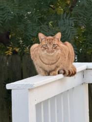 Lost Male Cat last seen Willow West Neighborhood on Barn Swallow Road between Cleveland and Oakwood, Enid, OK 73703