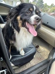 Found/Stray Male Dog last seen Holgate and 99th, Portland, OR 97266
