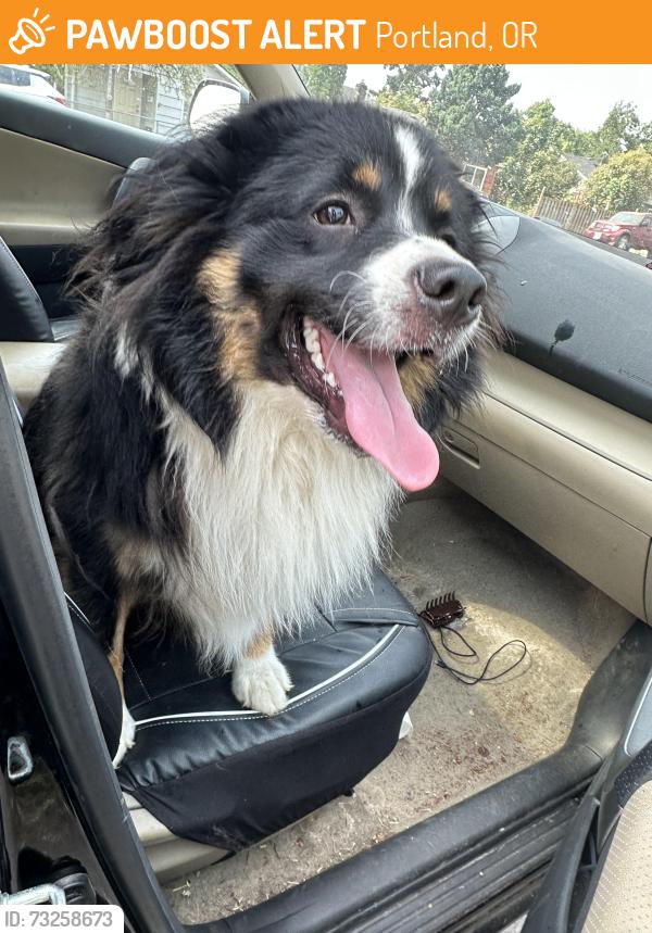 Found/Stray Male Dog last seen Holgate and 99th, Portland, OR 97266