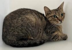Shelter Stray Unknown Cat last seen Near Bay Street, STATEN ISLAND, NY, 10304, 3139 Veterans Rd W, Staten Island, NY 10309, USA