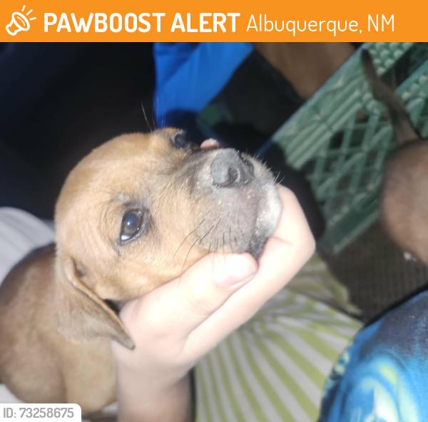 Found/Stray Female Dog last seen Edith Blvd and Gibson, Albuquerque, NM 87102