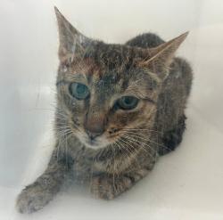 Shelter Stray Unknown Cat last seen Near Bay Street, STATEN ISLAND, NY, 10304, 3139 Veterans Rd W, Staten Island, NY 10309, USA