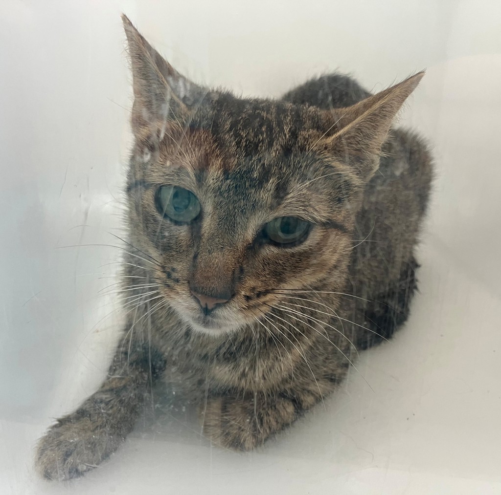 Shelter Stray Unknown Cat last seen Near Bay Street, STATEN ISLAND, NY, 10304, 3139 Veterans Rd W, Staten Island, NY 10309, USA