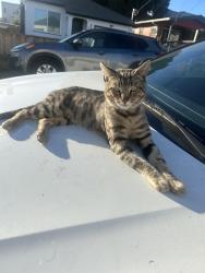 Lost Male Cat last seen Hillside Street, Oakland, CA 94605