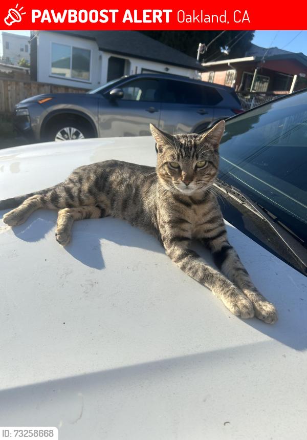 Lost Male Cat last seen Hillside Street, Oakland, CA 94605