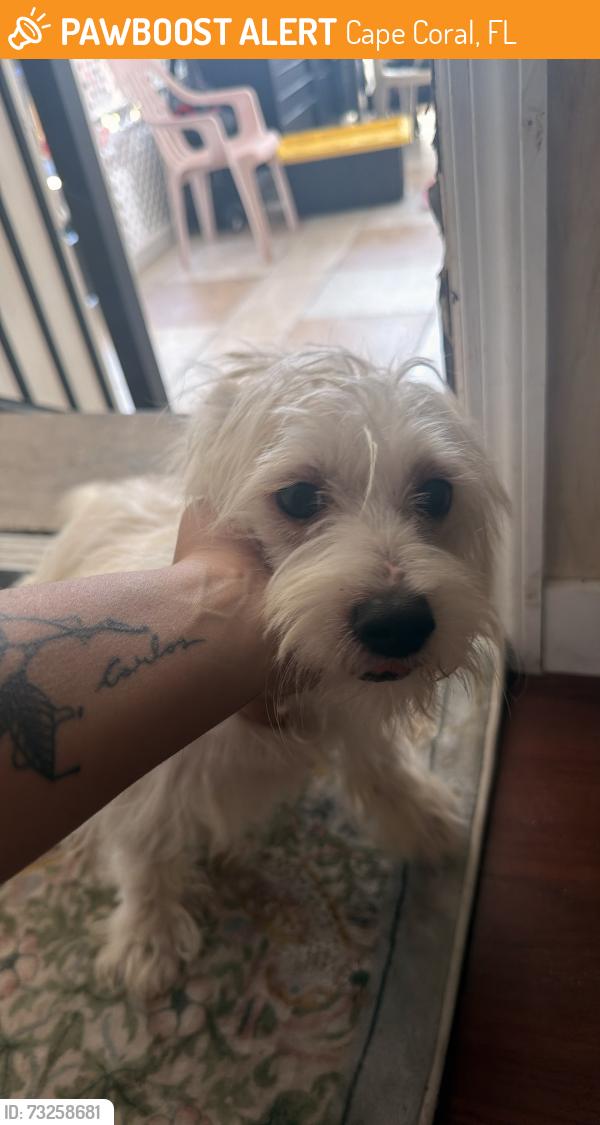 Found/Stray Male Dog last seen Pine island walmart, Cape Coral, FL 33991