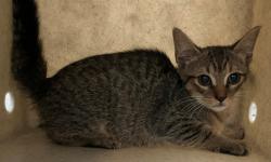 Shelter Stray Female Cat last seen Near Bay Street, STATEN ISLAND, NY, 10304, 3139 Veterans Rd W, Staten Island, NY 10309, USA