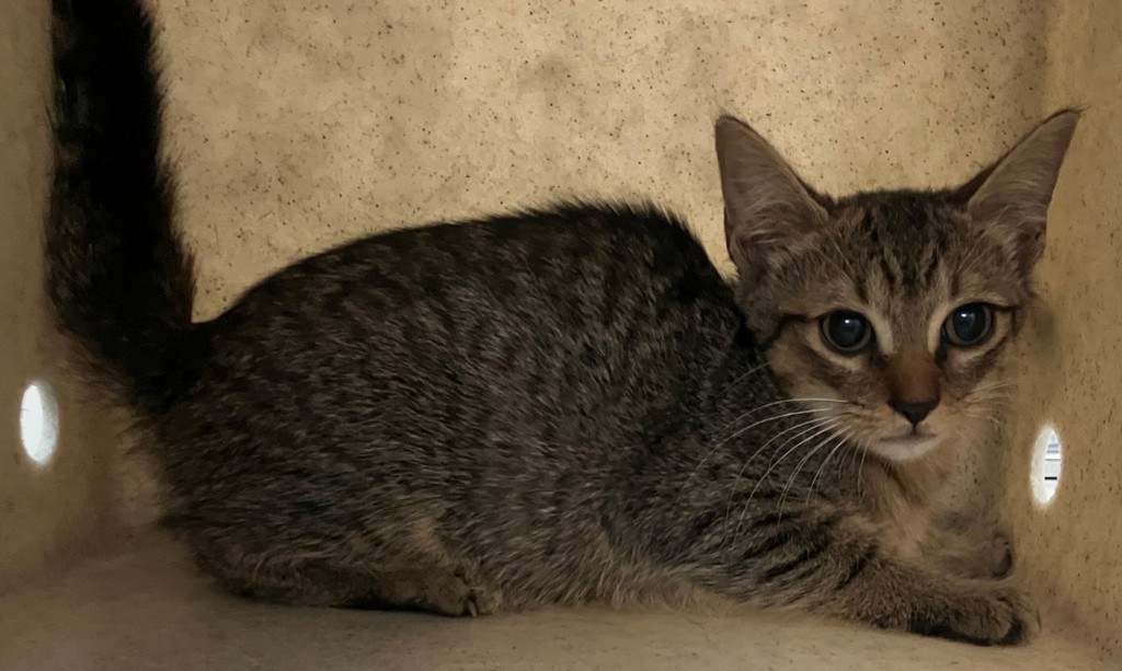 Shelter Stray Female Cat last seen Near Bay Street, STATEN ISLAND, NY, 10304, 3139 Veterans Rd W, Staten Island, NY 10309, USA