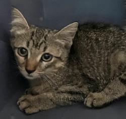 Shelter Stray Female Cat last seen Near Bay Street, STATEN ISLAND, NY, 10304, 3139 Veterans Rd W, Staten Island, NY 10309, USA