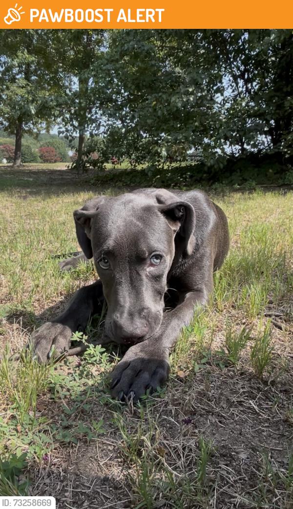 Found/Stray Male Dog last seen Willow creek neuse river ests, Neuse River Estates, NC 27545