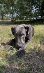 Found/Stray Male Dog last seen Willow creek neuse river ests, Neuse River Estates, NC 27545